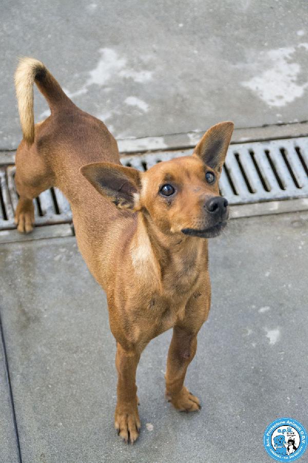 Dea, 5 kg di coraggio e simpatia Foto 6